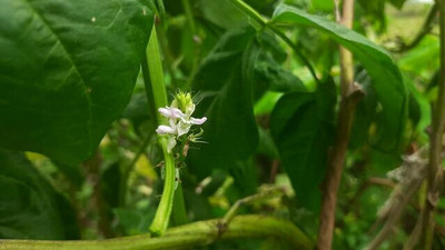 XOLDAA CLUSTER BEANS SEEDS Seed(10 per packet)