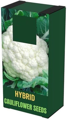 VibeX ® XLR-287 Desi Variety Cauliflower Seeds, Phool Gobhi Seed(200 per packet)
