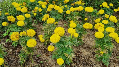 BMSSSL marigold/gende ka phool flower seeds Seed(50 per packet)