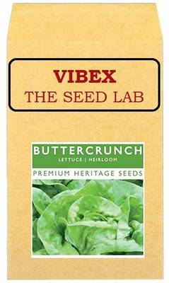 CYBEXIS Buttercrunch Lettuce Hybrid Seeds2000 Seeds Seed(2000 per packet)