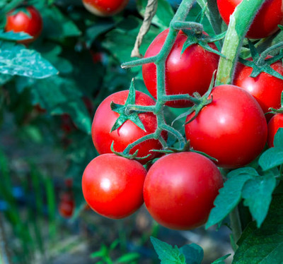 GGE NATURAL ITEM tomato Seed(75 per packet)