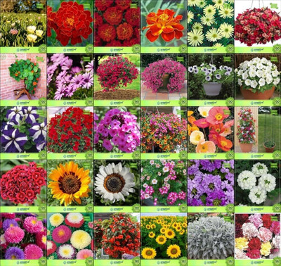 ibains Summer flower mix seeds Seed(69 per packet)