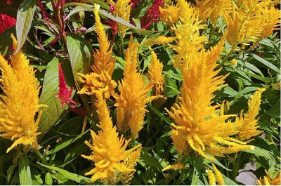 Quentova COLORFUL CELOSIA Mix Flower Seed(50 per packet)