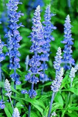 Qualtivate RES-8A Blue Sage (Salvia Farinacea) Seed(100 per packet)