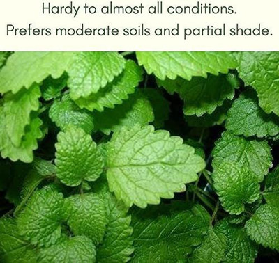 VibeX HUA-31 - Peppermint Mint Herb - (1350 Seeds) Seed(1350 per packet)