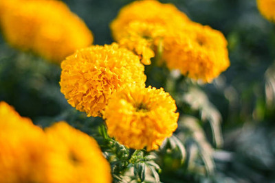 MSD marigold/gende ka phool flower seeds Seed(75 per packet)