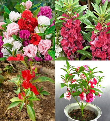 ibains Balsam rose seeds beez 86 Seed(86 per packet)