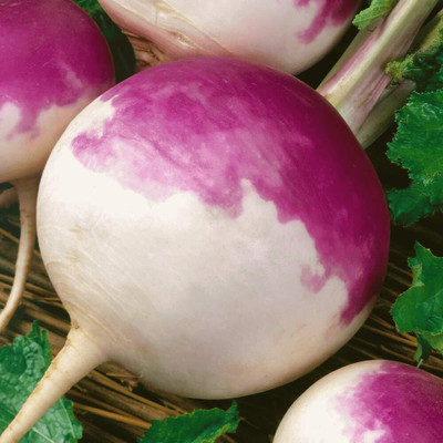 Aywal Shalgam Seed(100 per packet)