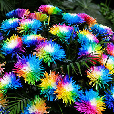 CYBEXIS Strong Vitality Lightweight Colorful Mini Rainbow Chrysanthemum Seeds Seed(25 per packet)