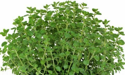 Mozette Organic marjoram herb Seed(23 per packet)