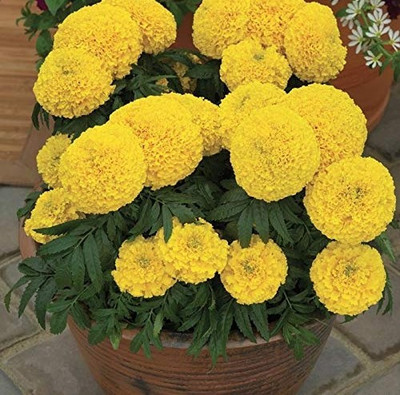 HYBRID MARIGOLD INCA, F1 hybrid Marigold seeds Seed(100 per packet)