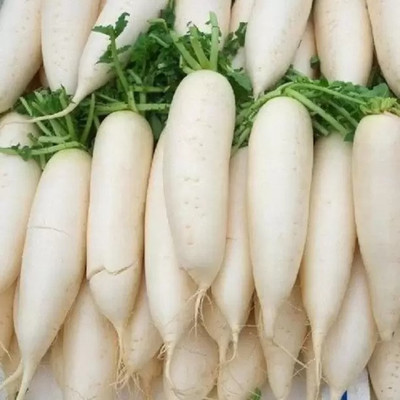 MAA Radish, Muli Seed(220 per packet)