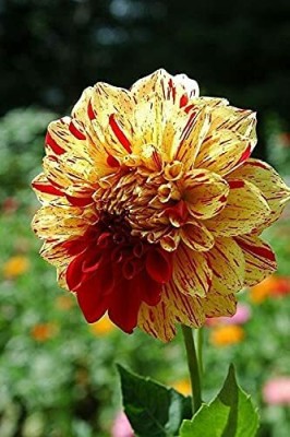 TRICONE Chrysanthemum Mix (200 Seeds) Flower 200 Beej W29 Seed(200 per packet)