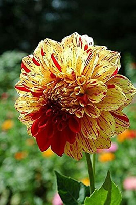 MKR Enteprises Chrysunthemum Seed(1 g)