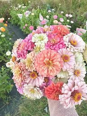 Seedsqlty zinnia flower seeds, high germination (25 seeds) Seed(25 per packet)