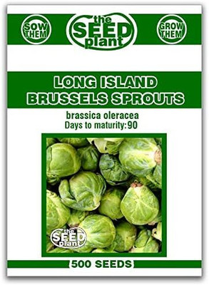 WILLVINE SYN -II Heirloom Brussels Sprouts Seeds [25g] Seed(7500 per packet)