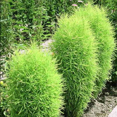 Avysa kochia green grass ball seeds Seed(30 per packet)