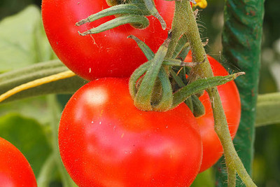 Bharvi tomato Seed(120 per packet)