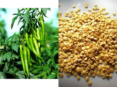 Digibusy Green chilli plant Seed (100 per packet) Seed(100 per packet)