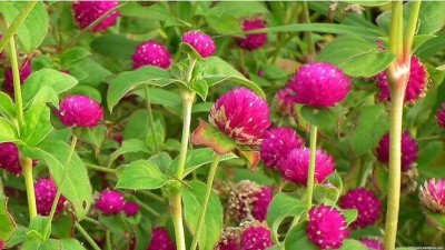 BSARKAR Gomphrena globosa/botam flowers seed Seed(50 per packet)