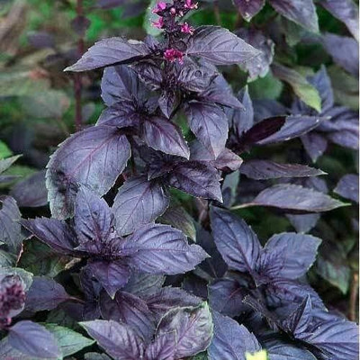 Qualtivate LX-66 Dark Opal Purple Basil Seeds Seed(2000 per packet)