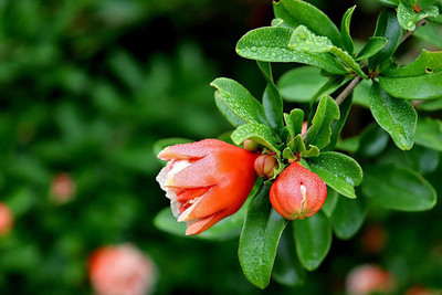 VibeX ® VMR-111 Red Pomegranate Bhagwa Anaar Sindoori Seed(25 per packet)