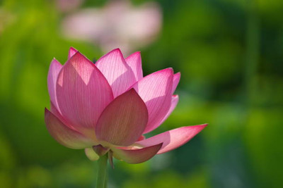 rsd enterprise lotus,kamal gatta Seed(15 per packet)