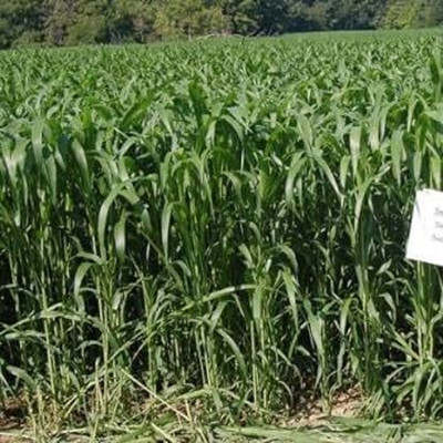 BDSresolve Cow eating grass seeds/fast growing cow grass seeds for cow feed Seed(4000 per packet)