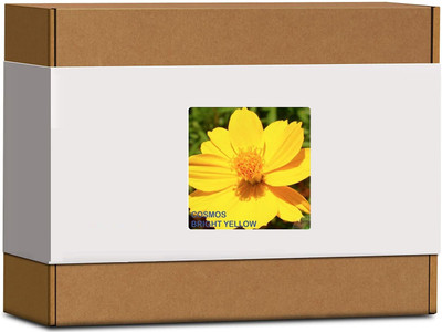 CYBEXIS Cosmos BL Flower Seeds400 Seeds Seed(400 per packet)