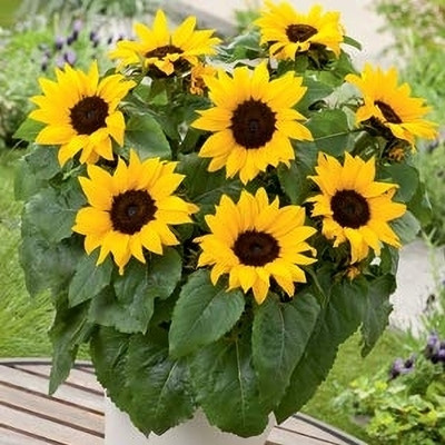 Dasstore MINI SUNFLOWER SEED Seed(13 per packet)