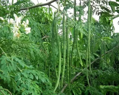 MAA Drumstick, Moringa Seed(28 per packet)