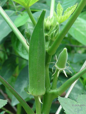 the green dotcom Ladies Fingers Seed(100 per packet)