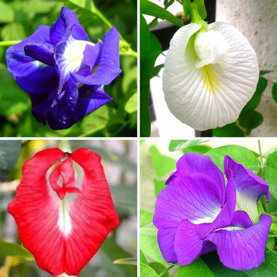 PMA Multicolour Aparajita Seed,Pripton Aparajita Petal Seeds, Butterfly Pea Seed Seed(31 per packet)