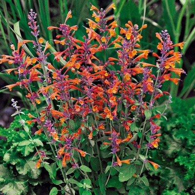 VibeX NBIR-76 - Tango Hummingbird Mint - (1350 Seeds) Seed(1350 per packet)