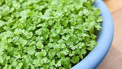 LPR DHANIYA Seed(100 per packet)