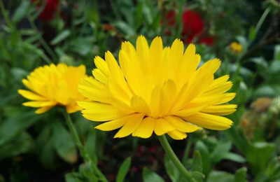 Lippy Common Marigold - Yellow Calendula Seed(70 per packet)