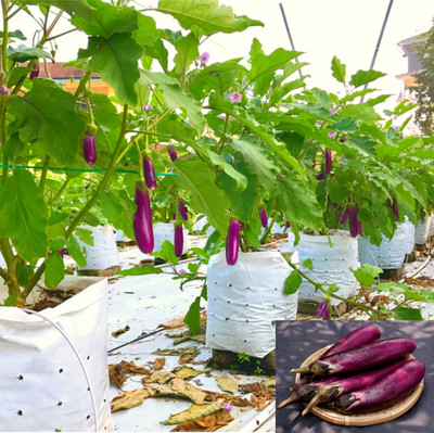 N.G.M. AGROCARE F1 Hybrid Long Brinjal Vegetable Seed(21 per packet)