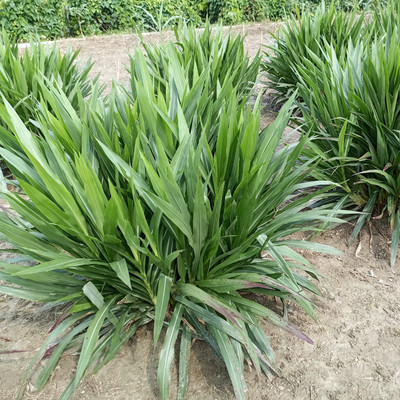N.G.M. AGROCARE Smart/Dwarf/Indonesia Multi-Cut Hybrid Napier Grass slips/Sticks for Cultivation Seed(50 per packet)