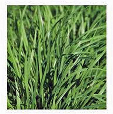 CYBEXIS LXI-90 - Chives Onion (Garlic Scapes) - (2250 Seeds) Seed(2250 per packet)