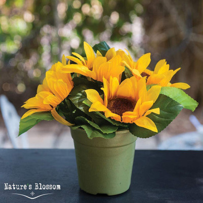VibeX NBIR-76 - 3 Types of Sunflower - (1350 Seeds) Seed(1350 per packet)