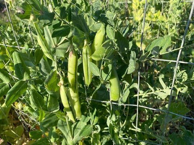 Aywal SUGAR BON SNAP PEA Seed(425 per packet)