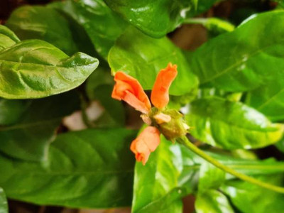 EasySeeds kanakambaram-firecracker-crossandra Seed(14 per packet)