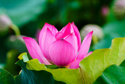 iyurvadik lotus,kamal gatta Seed(11 per packet)