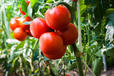 Vinayak Pesticides tomato Seed(140 per packet)