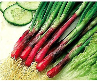 Qualtivate HYB-9A Red Beard Japanese Bunching Onion Seeds Seed(500 per packet)