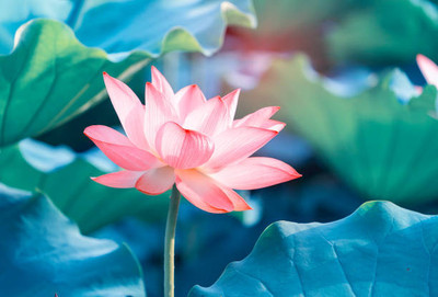 prev lotus,kamal gatta Seed(15 per packet)