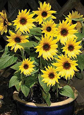 KANAYA Sunflower Flower Seed(120 per packet)