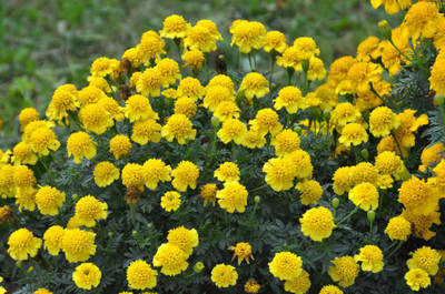 FRENUTRI marigold/gende ka phool flower seeds Seed(25 per packet)