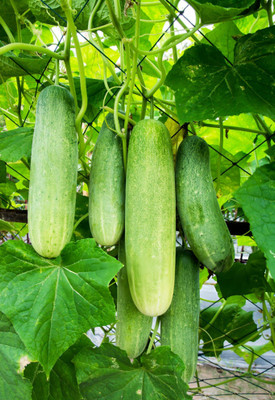 Seedsilk Store Khira Hybrid Seed(50 per packet)