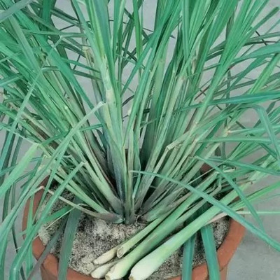 Aro Lemon Grass Seed(280 per packet)